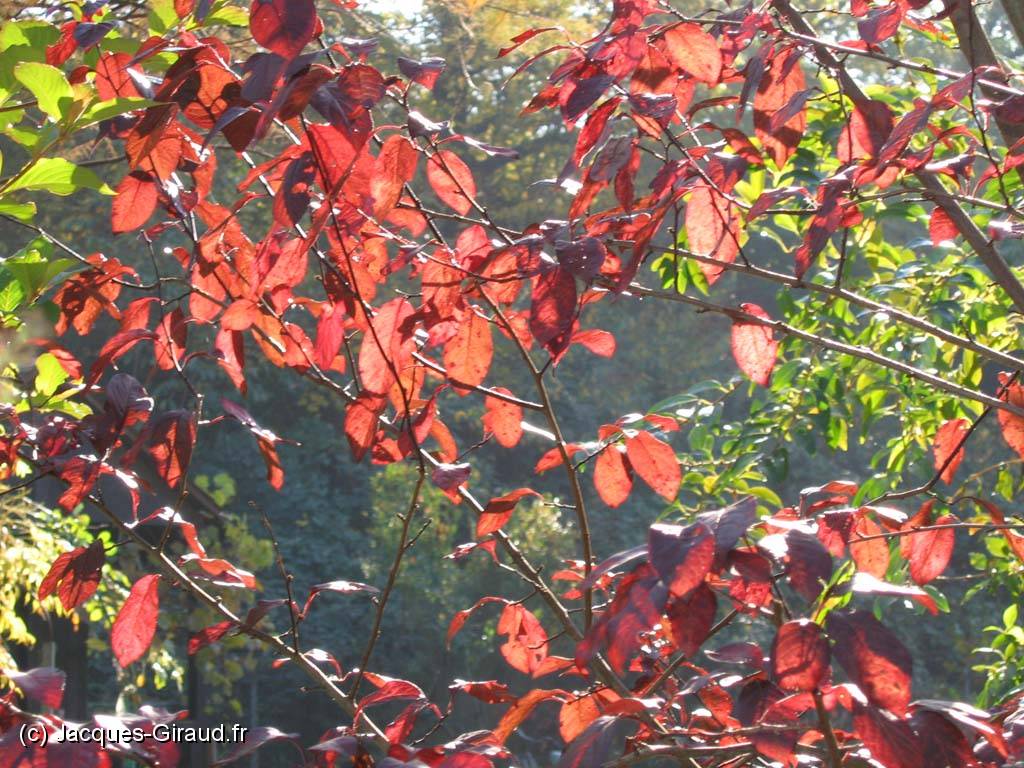 2005-10-28 13-40-44 deyeuro 112,7mm 1_60_eme f6,3(x1024).jpg